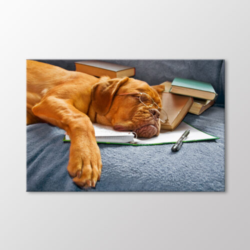 Köpek Tablo