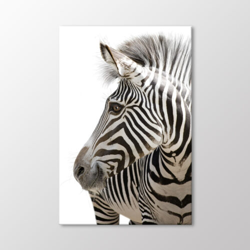 Zebra Tablo