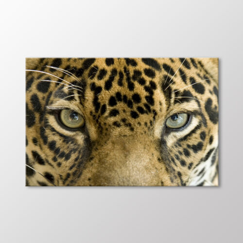 Leopar Tablo