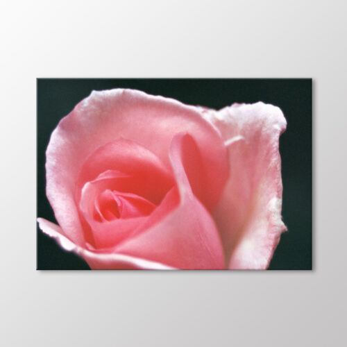 Pembe Gonca Gül Tablo