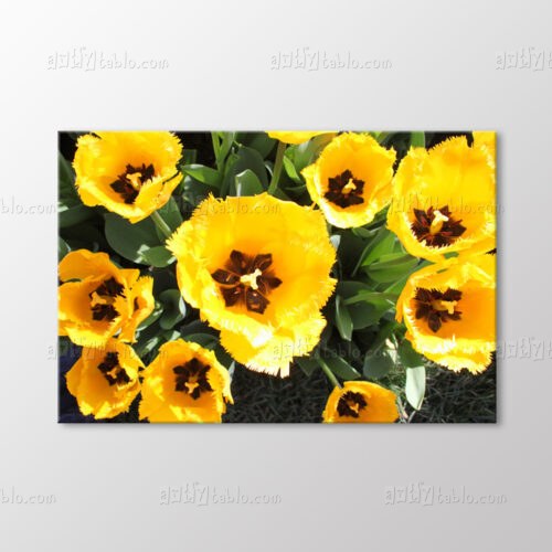 Saçaklı Sarı Laleler Tablo kanvas tablo