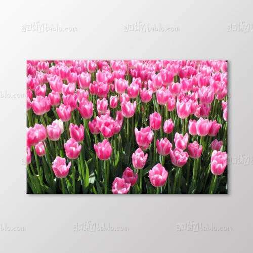Pembe Lale Tarlası Tablo kanvas tablo