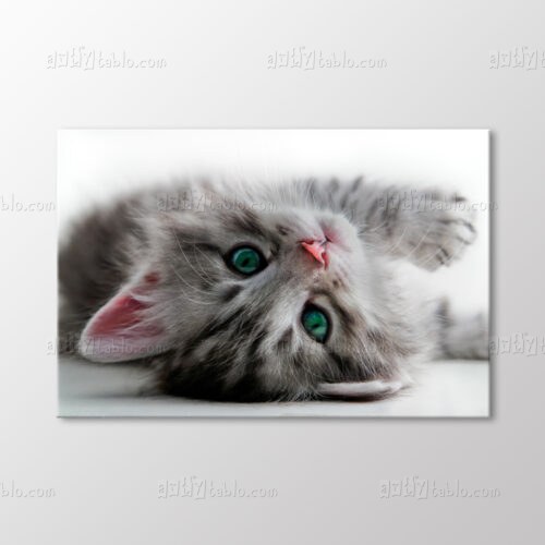 Yavru Kedi Tablo kanvas tablo