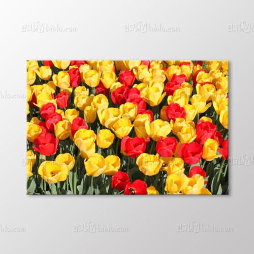 Sarı Kırmızı Karışık Laleler Tablo kanvas tablo