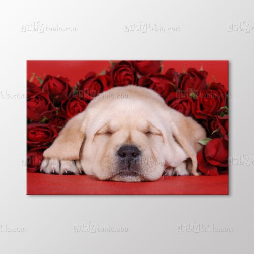 Yavru Köpek Tablo kanvas tablo